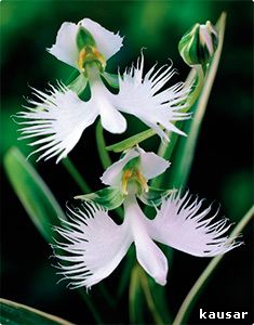 красивая орхидея