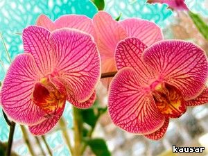как освещать орхидею
